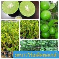 ราคา มะนาวไร้เมล็ดทูลเกล้า กิ่งตอน ชำลงถุง รากแน่น โตไว ต้นแข็งแรง (10134862098)