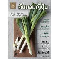 ราคา 200เมล็ด ต้นหอมญี่ปุ่น หอมญี่ปุ่น (Japanese Bunching Onion) เมล็ดต้นหอม ต้นหอม (3379062013)