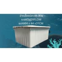 ราคา อ่างเลี้ยงปลา 65 ลิตร อ่างเปล่าสีขาว 64x44x31ซ. อ่างปลากัด อ่างปลาสวย กะบะเลี้ยงปลา อ่างเลี้ยงปลา อ่าง ปลาอ่างปลาบอลลูน (50605399479)