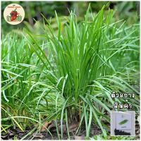 ราคา เมล็ดพันธุ์ผักกุยช่าย(Chives) (24661273764)
