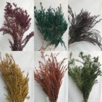 ราคา ดอกไม้แห้ง ใบหลิว ใบหลิว preserved พร้อมส่งจากไทย 9 สี (57408621764)