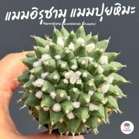 ราคา แมมอิรุซามุ แมมปุยหิมะ Mammillaria bucareliensis 'Erusamu' แคคตัส กระบองเพชร cactus&succulent (6936436827)