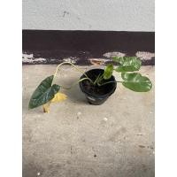 ราคา ฟิโลเดนดรอน ฟิโลเขียว ต้นเงินไหลมา (3157524673)