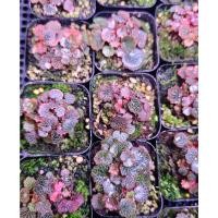 ราคา บีโกเนีย สตอเบอร์รี่ Micro Strawberry Begonia จัดตู้ระบบชื้น Terrarium ใบจิ๋วน่ารัก (43952282588)