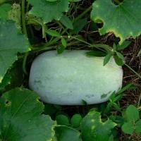 ราคา 15 เมล็ด ฟัก Wax gourd ฟักเขียว พันธุ์ลูกใหญ่ ฟักแฟง เมล็ดพันธุ์ผัก (55209075672)