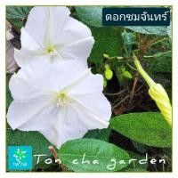 ราคา ชมจันทร์ ต้นดอกชมจันทร์ (27720699005)