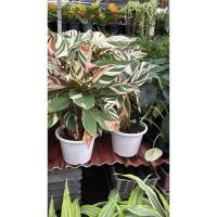 ราคา #คล้าสโนว์ หรือ #คล้าไวท์เฟรม #คล้าไทรโอโสตาร์” หรือ #คล้าสามสี”(Ctenanthe lubbersiana หรือบางทีเรียก Stromanthe11นิ้ว (46850275432)
