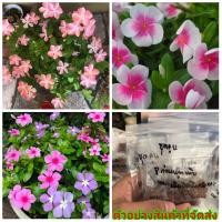 ราคา (100 เมล็ด ) ต้น ดอก เมล็ด ดอกแพงพวย คละสี แพงพวย เมล็ดพันธุ์ดอกไม้สวยงาม / สุพรรณี (7783713365)