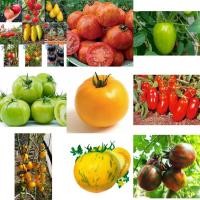 ราคา เมล็ด มะเขือเทศ Tomato Seed / แอปเปิ้ล สีเหลือง / มะเขือเทศ เกรทไวท์ / คอสโตลูโต / บีฟสเต็ก / บิ๊กเรนโบว์ / หัวใจใหญ่ (7067695993)