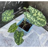 ราคา บอนสี เสือพราน Caladium (13257352497)