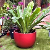 ราคา Bird's Nest Fern, Bird's Nest Fern, Osaka Royal Fern, Size XL (48701997318)