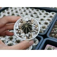 ราคา LB​2178​ แท้​ ไม้เมล็ด​ ~ 2.5​ cm.​ LB​แท้​ LB​ 2178​ gymno​ Cactus​ แคคตัส กระบองเพชร​ ไม้อวบน้ำ​ ยิมโน (16924721531)