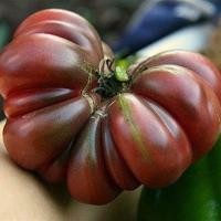 ราคา 20 เมล็ด มะเขือเทศ มะเขือส้ม Tomato Seeds สายพันธุ์ Tim’s Black Ruffle (40172575409)