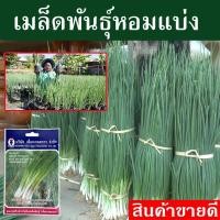 ราคา เมล็ดพันธุ์หอมแบ่ง 1 ซอง หอมแบ่งพันธุ์ หอมแบ่งลับแล หอมแบ่งต้นใหญ่ เมล็ดพันธุ์ผัก เมล็ดพันธุ์พืช ผักสวนครัว (14052296632)