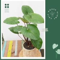 ราคา ว่านเสน่ห์จันทร์โกเมน ว่านมงคล ไม้หายาก เสริมเสน่ห์เมตตามหานิยม ในกระถาง 10" ฟอร์มสวย (10962077762)