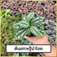 ราคา ต้นเศรษฐีนำโชค กระถางขนาด 3นิ้ว ไม้ในร่ม ต้นไม้มงคล ต้นไม้ (17259095456)