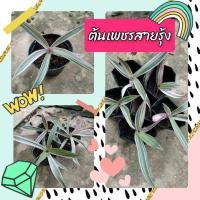 ราคา ต้นเพชรสายรุ้ง#ไม้มงคล#ด่างชมพู (11351408597)