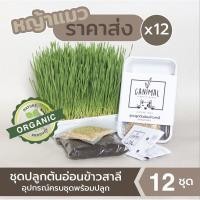 ราคา (ราคาส่ง 12 ชุด) ชุดปลูกต้นอ่อนข้าวสาลี (หญ้าแมว) Canimal Organic Grass (5676994240)