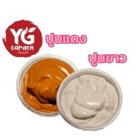 ราคา ปูนแดง, ปูนขาว ทาแผลต้นไม้ ปูนกินหมาก ทำขนม ป้องกันการเน่าจากเชื้อรา สำหรับทาแผล แคคตัส กระบองเพชร ไม้อวบน้ำ cactus (12409713402)