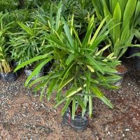 ราคา ต้นจั๋งญี่ปุ่นใบด่าง สูง70-80cm. บรรจุถุงดำ (57861730268)