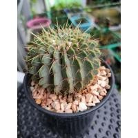 ราคา กระบองเพชร แคคตัส โนโตแคคตัส บุยนิงกิอาย Notocactus buiningii เป็นไม้เพาะเมล็ด ขนาดหัวไม้ประมาณ 3 นิ้ว พร้อมส่ง (18489617550)