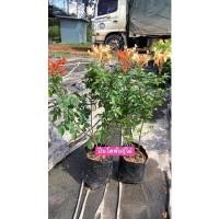 ราคา ต้นพวงแสดหรือต้นหงอนนกยูง (11364540799)