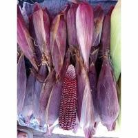 ราคา เมล็ดข้าวโพดม่วง Purple Corn Seeds ตราภูเขาทอง เมล็ดพันธุ์ข้าวโพดม่วง เมล็ดข้าวโพดสีม่วง เมล็ดข้าวโพด (10Seeds)ง่าย ๆ (56251461920)