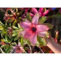 ราคา สับปะรดสีมิชิ สีชมพูหวานๆ #สับปะรดสี #bromeliad #ต้นไม้สวยงาม #ไม้เกาะตอ #ไม้ประดับ #ไม้จัดสวน (25765080077)