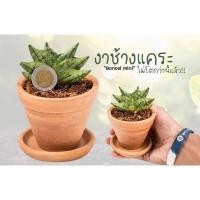 ราคา งาช้างแคระ Boncel mini (270054371)