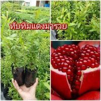 ราคา ต้นทับทิมแดงมารวย ชุด 10 ต้น (26075692194)