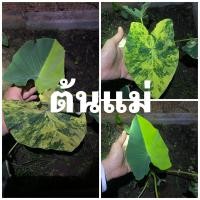 ราคา #บอนนาด่าง บอนนาญี่ปุ่นด่าง 150 บาท ต้นใหญ่ลายชัดสวยมากครับ (15664150783)