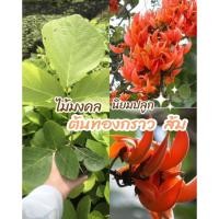 ราคา ทองกราวส้ม 1 ต้น ไม้มงคล นิยมปลูก ติดง่าย (43300491956)