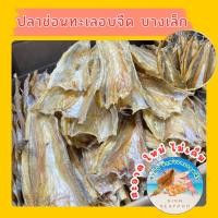 ราคา ปลาช่อนทะเลอบจืด บางเล็ก ปลาช่อนทะเลแห้ง ปลาช่อนทะเล (43306724416)