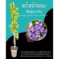 ราคา แก้วเจ้าจอมชนิด 10 ใบ (27712768211)