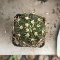 ราคา Melocactus ไม้เพาะเม (7409291620)