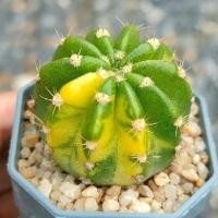 ราคา Cake Cactus Farm กระบองเพชร Echinopsis hybrid variegata อิชินอป ลูกผสม ด่าง (2215245474)