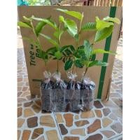 ราคา ต้นยางนา 10 ต้นพร้อมน้ำเชื้อเห็ด 1 ขวด (48161556773)