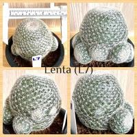 ราคา แมมเลนตา Mammillaria lenta ไม้เมล็ด ขนาด 7.8 cm (23338461349)