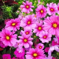 ราคา 100 เมล็ด ดาวกระจาย คำแพ คำเมืองไหล คำอังวะ คอสมอส ดาวเรืองพม่า Cosmos Seeds ดอกสีชมพู (27992496271)
