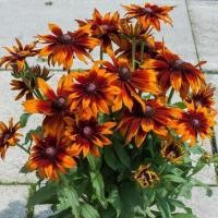 ราคา 50 เมล็ด แบล็กอายซูซาน Rudbeckia hirta Seeds ดอกสีส้ม SmileyZ (41580173209)