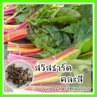 ราคา พร้อมส่ง ❗❗ รหัส 009 เมล็ดพันธุ์แท้ OP สวิสชาร์ตคละสี - MIX SWISS CHARD สีสวย ปลูกง่าย โตไว สวิสชาร์ด (7260644104)