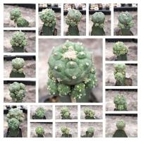 ราคา แคคตัส โลโฟ โลโฟโฟร่า กราฟตอสามเหลี่ยม Lophophora กระบองเพชร ราคาถูก ไม้กราฟ (18121606946)