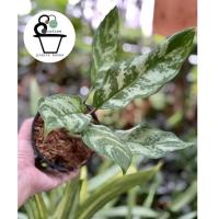 ราคา ต้นมหาเศรษฐี Aglaonema (6097459796)