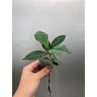 ราคา กล้าอ่อนกาแฟอาราบิก้า100% ต้นกล้าพร้อมชำ ชุดล่ะ50ต้น (5440448319)