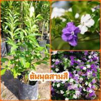 ราคา ชุด 2 ต้น 169 บาท ต้นพุดสามสี ไม้ดอกทรงพุ่มขนาดกลาง ไม้ดอกแฟนซี หนึ่งดอกเปลี่ยนได้สามสี มีกลิ่นหอม ออกดอกตลอดทั้งปี (27659652460)