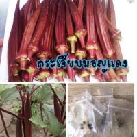 ราคา เมล็ดพันธุ์ กระเจี๊ยบมอญแดง 25 เมล็ด กระเจี๊ยบมอญ Okra กระเจี๊ยบแดง กระเจี๊ยบ✅ราคาถูกปลูกง่ายซื้อ10แถม1 คละได้ (6778869990)