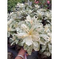 ราคา ต้นชวนชมด่างลายหินอ่อน Adenium #Marble โขดสวยใบด่าง ไม้มงคลทนแดด (18401778291)