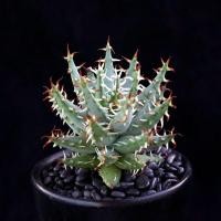 ราคา Black Devils Hall หายาก High-End Liliaceae ว่านหางจระเข้สนุก Succulents สํานักงานป้องกันรังสีกระถางต้นไม้ขนาดเล็กขนาดใหญ่ 7.4 (40857320035)