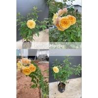 ราคา กุหลาบเลื้อยสีเหลืองเจอรี่เจนนิ่งดอกหอมสวยมาก (10850956785)