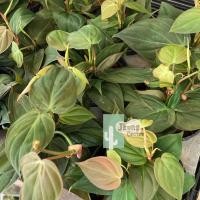 ราคา พลูสนิม (Black Gold Philodendron/Velour Philodendron) ในกระถาง 3 นิ้ว (12642168042)